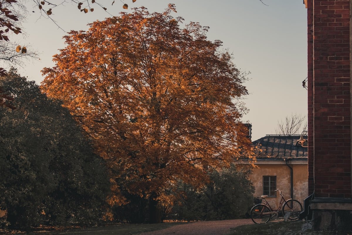 Anders: Exploring the Patrons of Human Strength in Scandinavian Legacy - Oli Prik Copenhagen