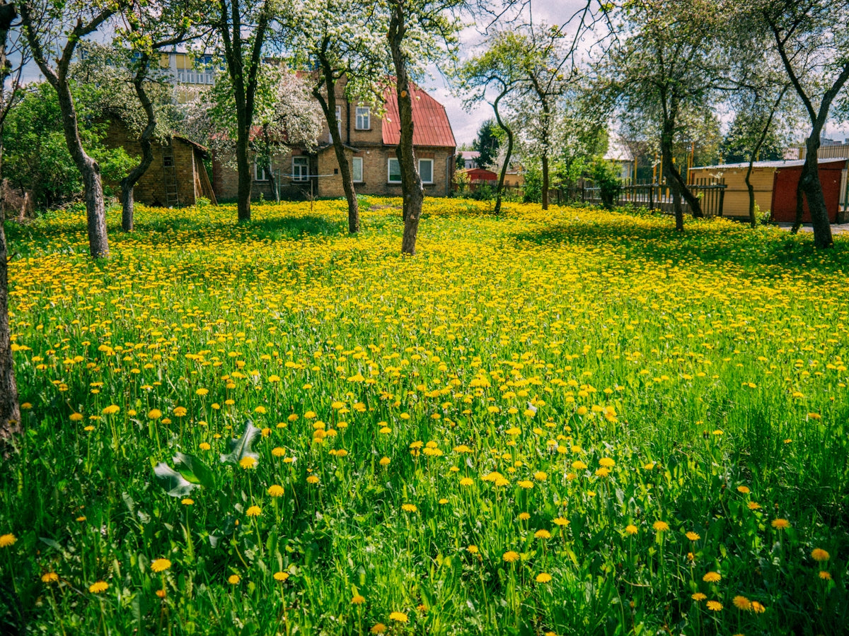 brown bare trees on green grass field during daytime