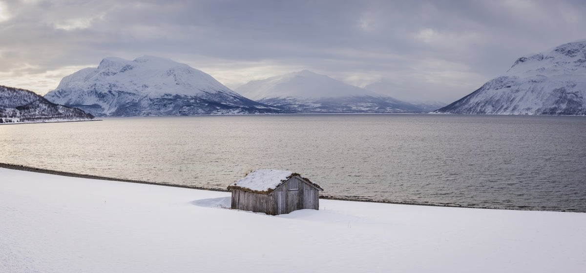 Harald: Noble Protector of Nordic Tradition and Valor - Oli Prik Copenhagen