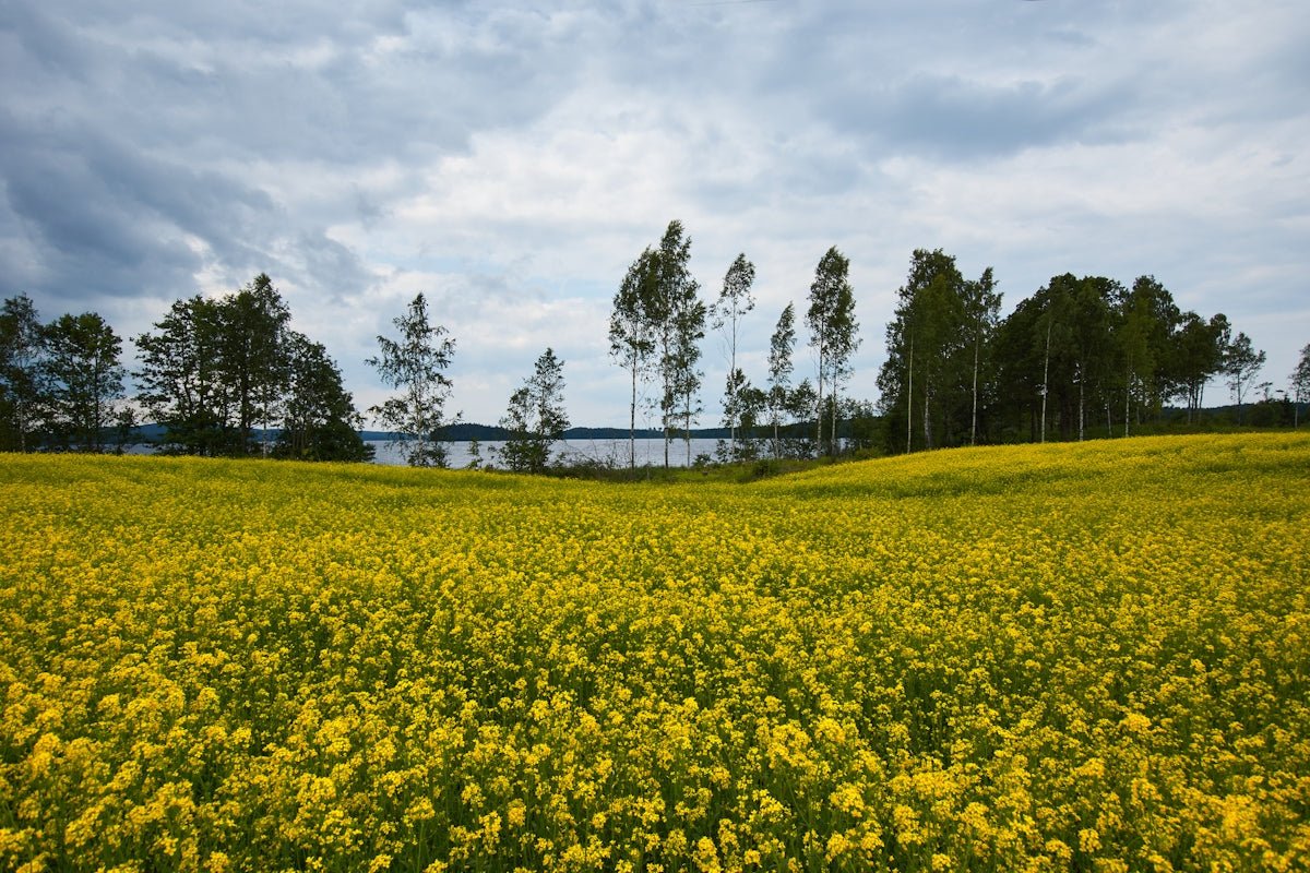 Ingrid: Unlocking the Graceful Legacy of This Iconic Nordic Name - Oli Prik Copenhagen