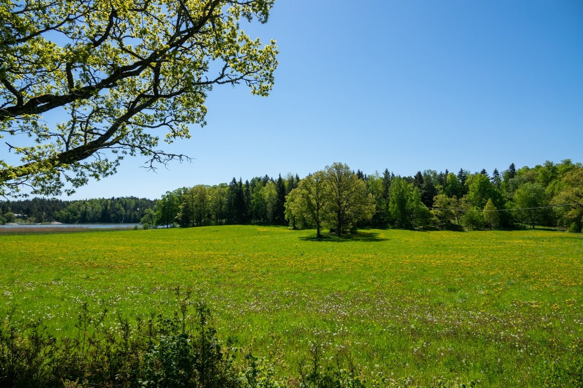 Frida: Celebrating the Peaceful Strength and Resilience of This Timeless Nordic Name - Oli Prik Copenhagen