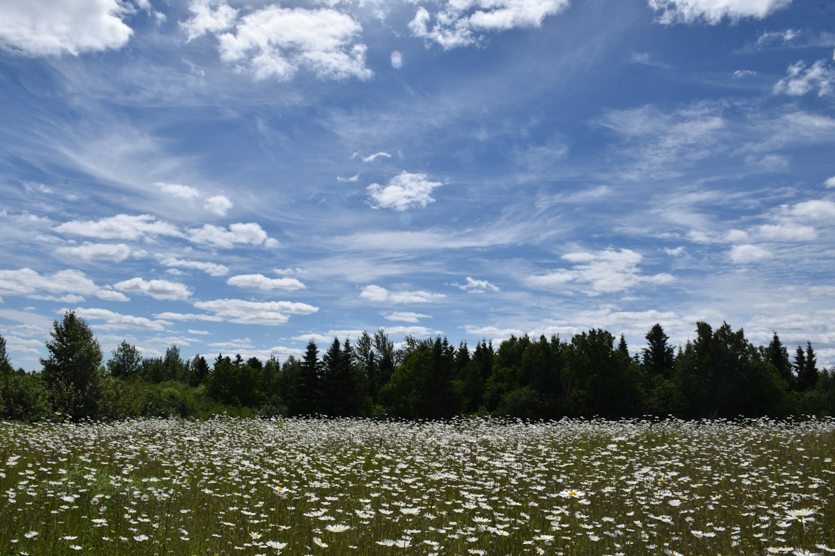 a field of flowers with trees in the background