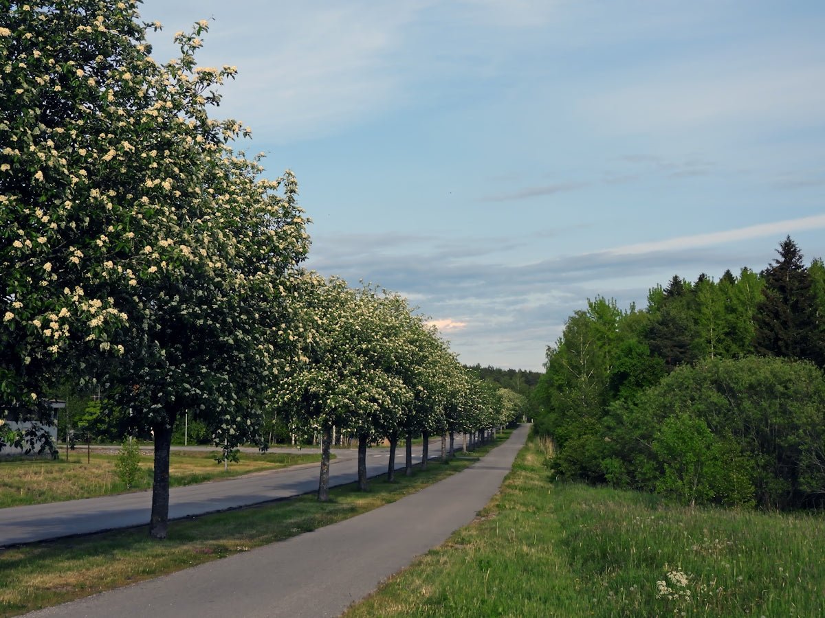 Eira: Embracing the Snowy Serenity and Mythic Past of This Nordic Name - Oli Prik Copenhagen