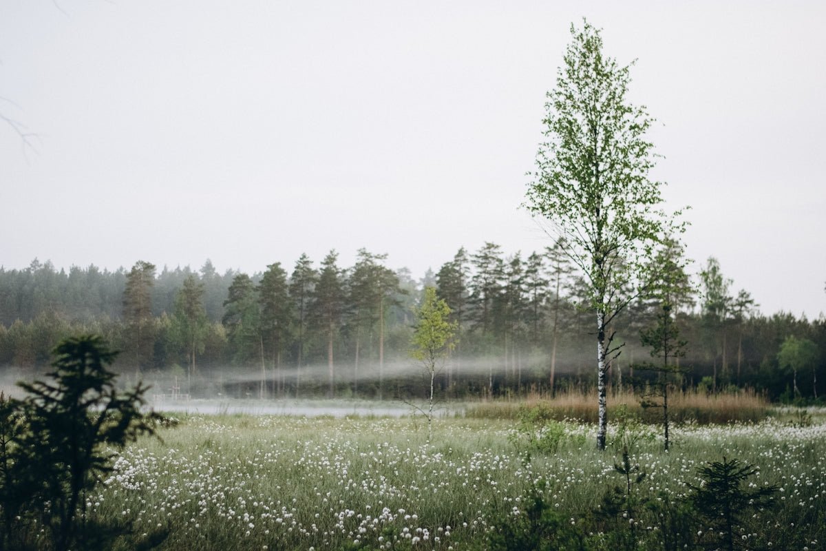 Saga: Capturing the Story-Weaving Magic of This Cherished Nordic Name - Oli Prik Copenhagen