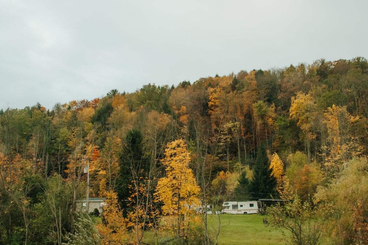 a house in the middle of a forest surrounded by trees