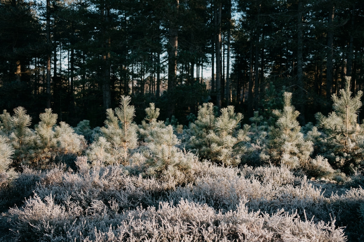 a group of trees that are next to each other
