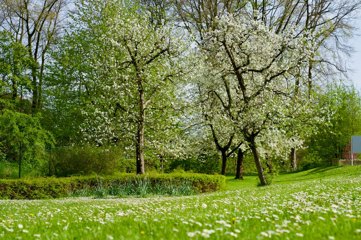 a grassy field with trees and flowers in the foreground