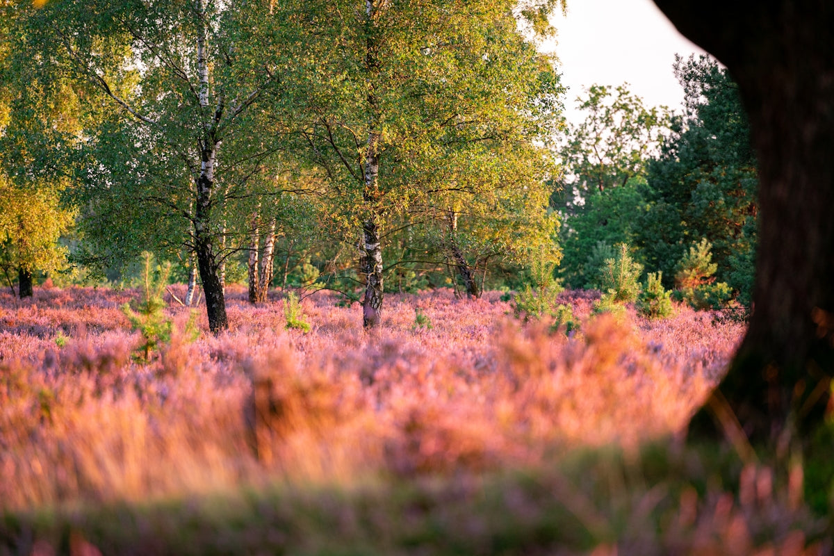 A field full of purple flowers and trees
