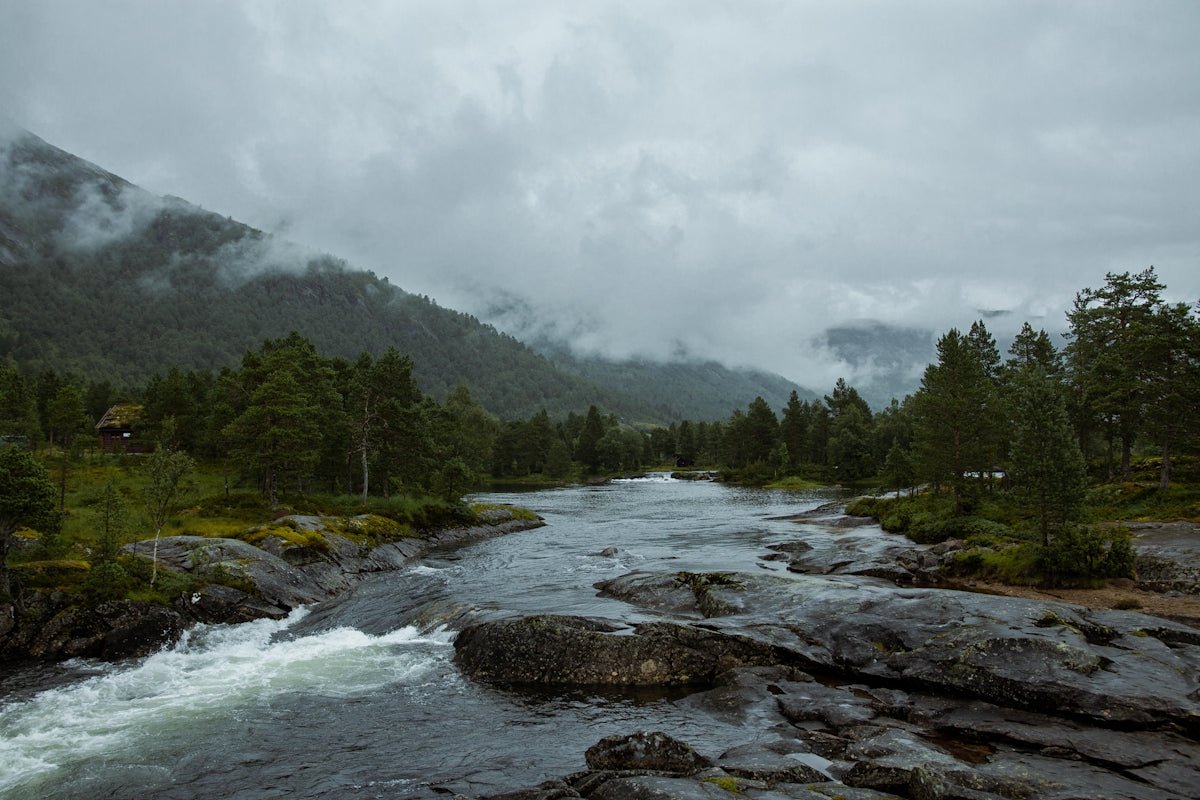 Bjorn: Celebrating the Bear's Strength and Protection in Nordic Culture - Oli Prik Copenhagen