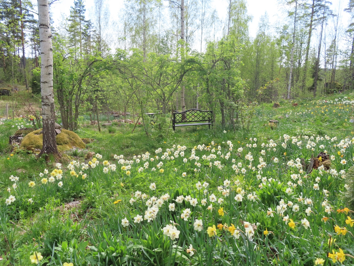 A field of daffodils blossoms beautifully.