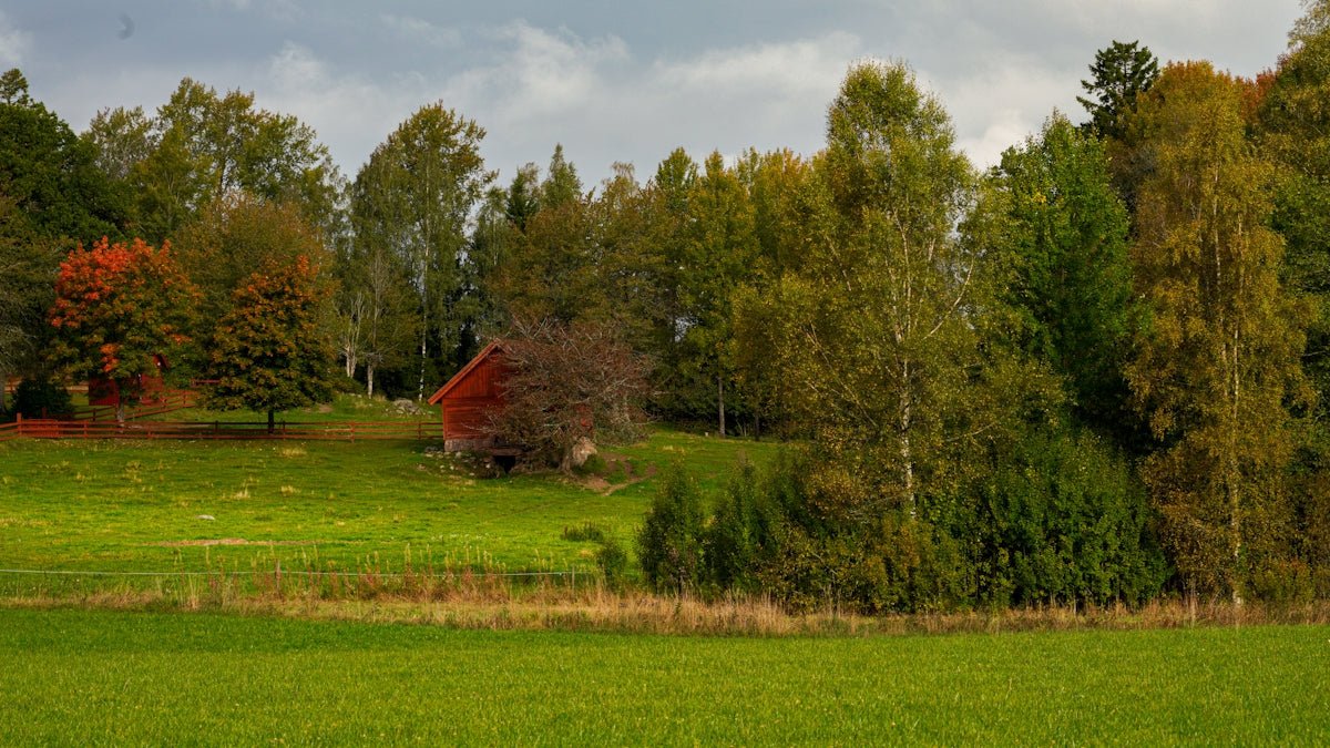 Anita: Unwrapping Grace and Chaos Intertwined in This Nordic Icon. - Oli Prik Copenhagen