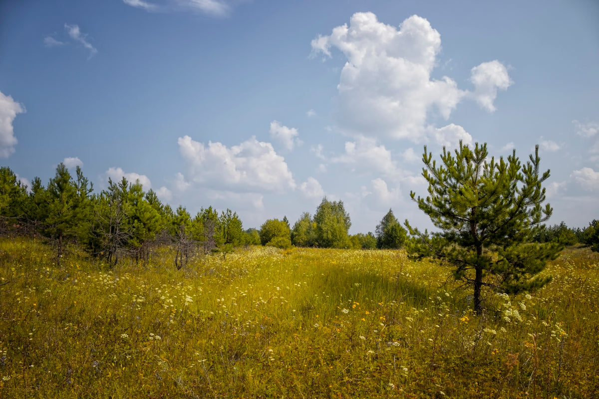 green trees and grass under white clouds