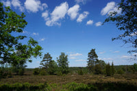 green trees under blue sky during daytime