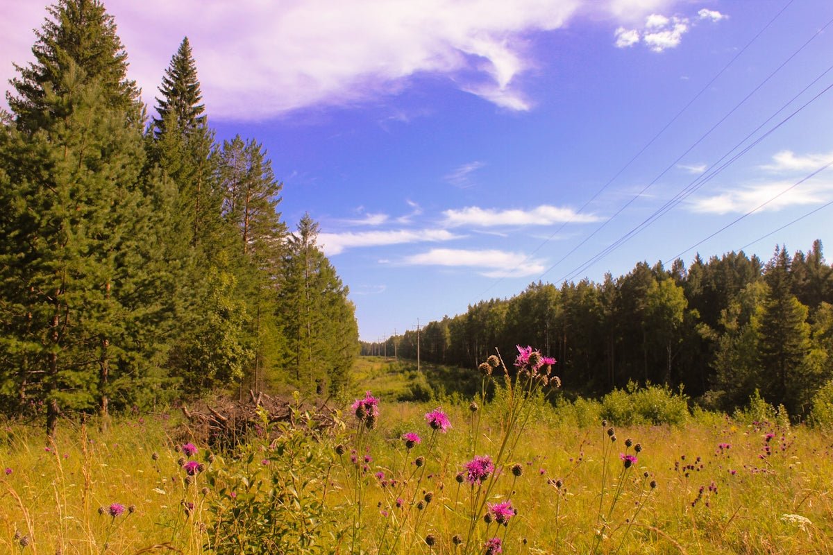 Linnea: Celebrating the Twining Beauty and Tradition of This Swedish Favorite - Oli Prik Copenhagen