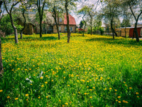 brown bare trees on green grass field during daytime