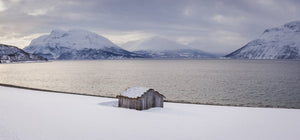 Harald: Noble Protector of Nordic Tradition and Valor - Oli Prik Copenhagen