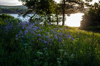 Tuva: Delve into the Stunning Power and Affinity of This Nordic Delight - Oli Prik Copenhagen