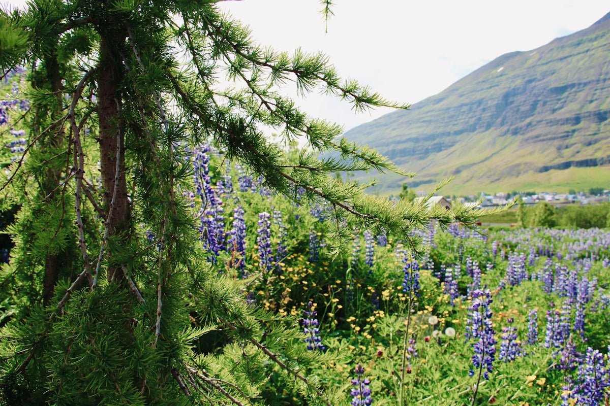 Sigrid: Unveiling the Beauty and Power of This Classic Nordic Name - Oli Prik Copenhagen