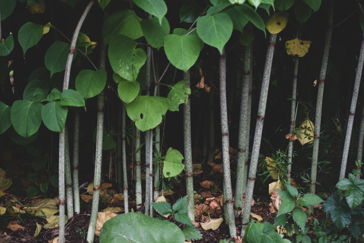 green leaves on brown wooden fence