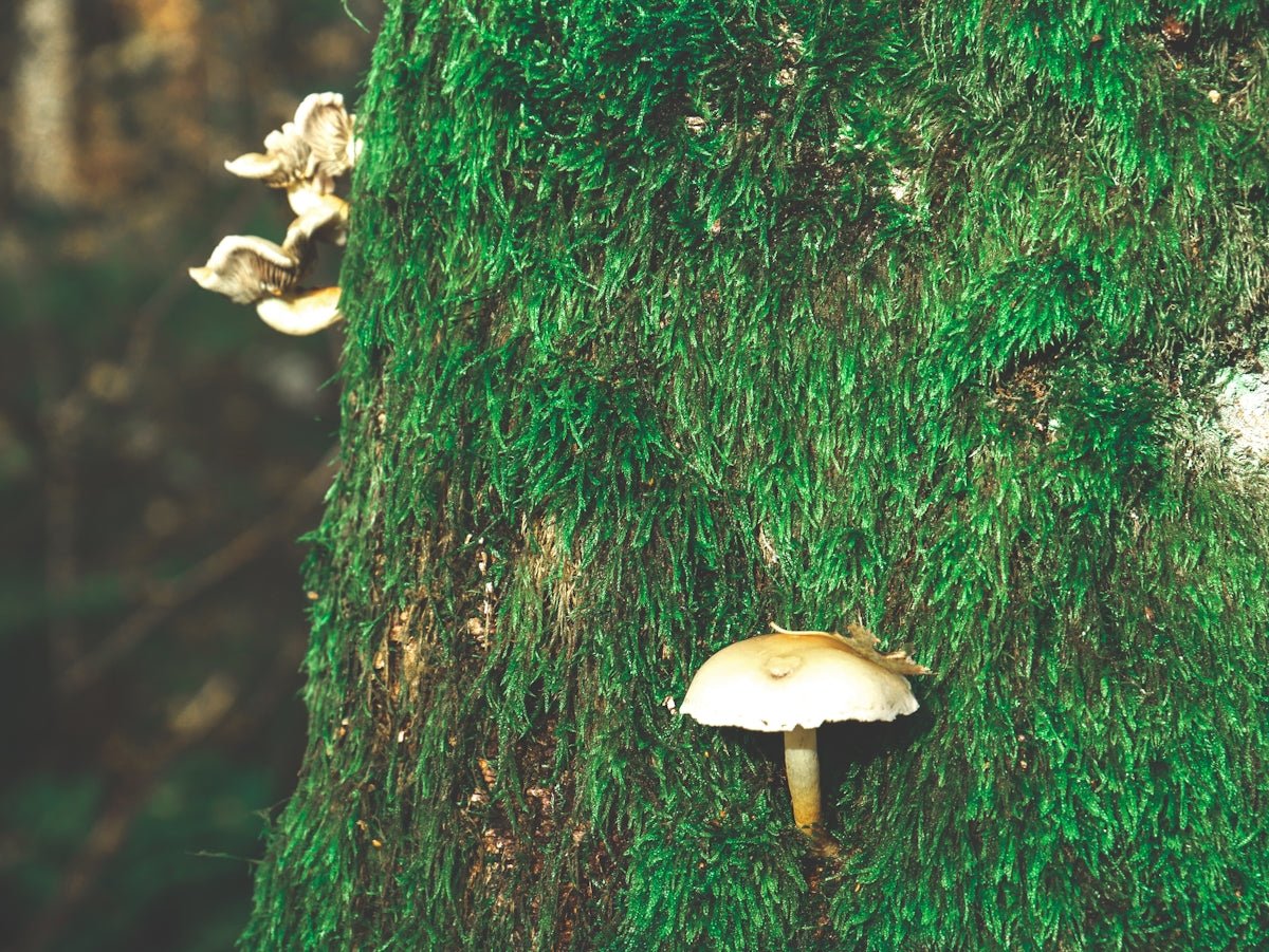 Vidar: The Silent Avenger Preserving Wisdom in Norse Mythos - Oli Prik Copenhagen