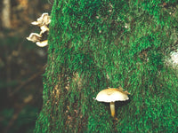 Vidar: The Silent Avenger Preserving Wisdom in Norse Mythos - Oli Prik Copenhagen