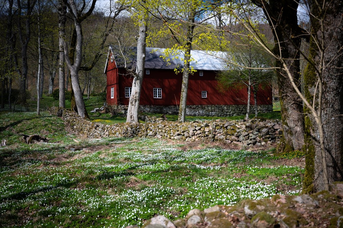 Anniken: Diving into the Grace and Strength Nested in Norwegian Hearts - Oli Prik Copenhagen