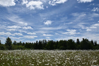 a field of flowers with trees in the background