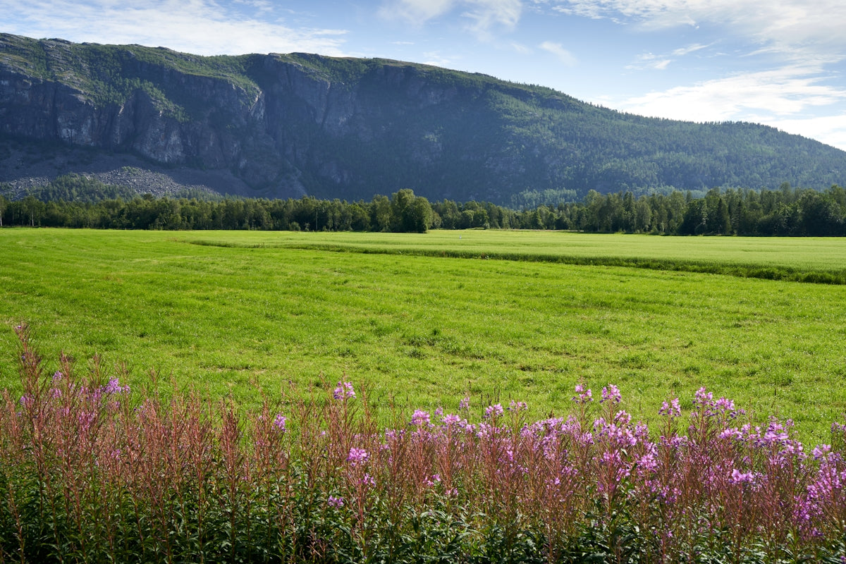 a field of flowers with a mountain in the background