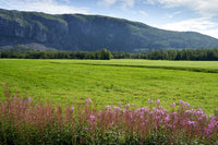 a field of flowers with a mountain in the background