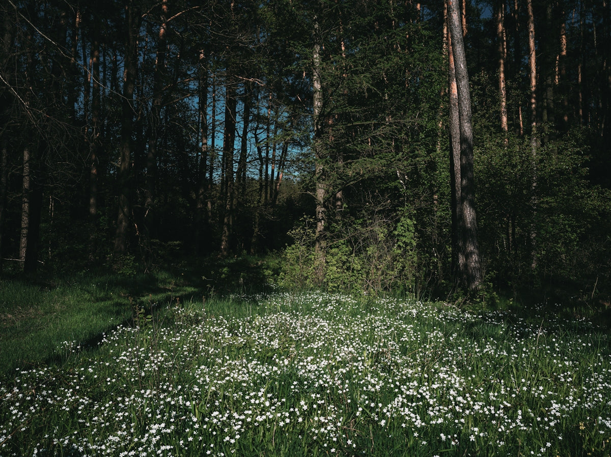 a field full of white flowers next to a forest