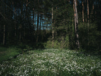 a field full of white flowers next to a forest