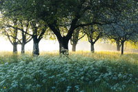 Ylva: Delving into the Wolfish Power and Connection to Nature in This Scandinavian Name - Oli Prik Copenhagen