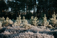 a group of trees that are next to each other