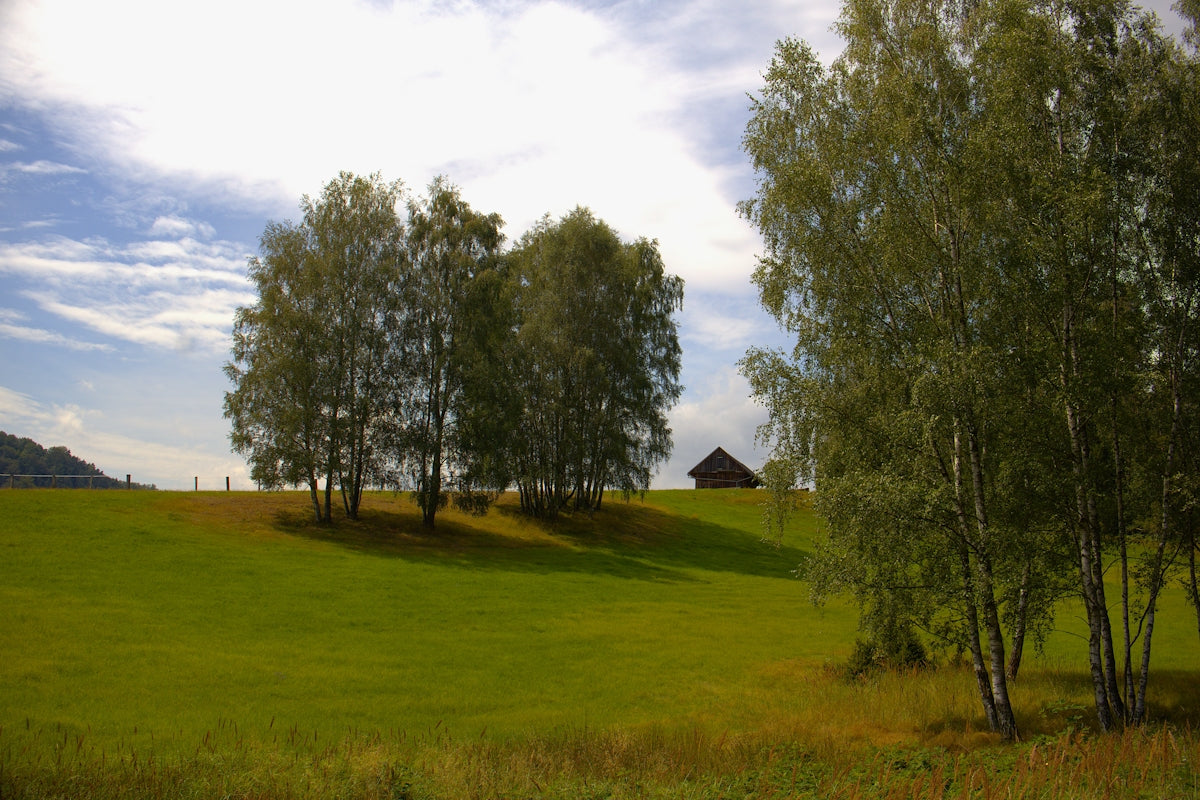 A grassy field with trees and a house in the distance