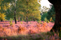 A field full of purple flowers and trees