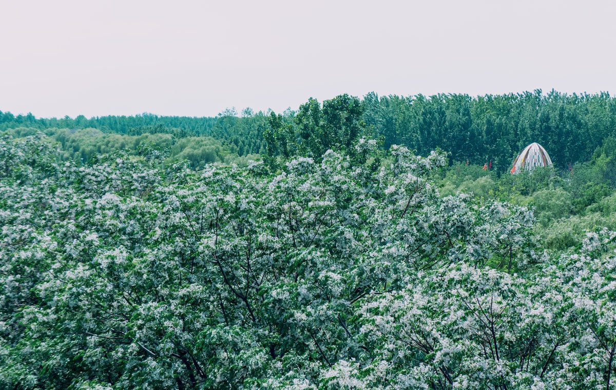 Alva: Wandering into the Sublime Magic and Allure of This Swedish Name