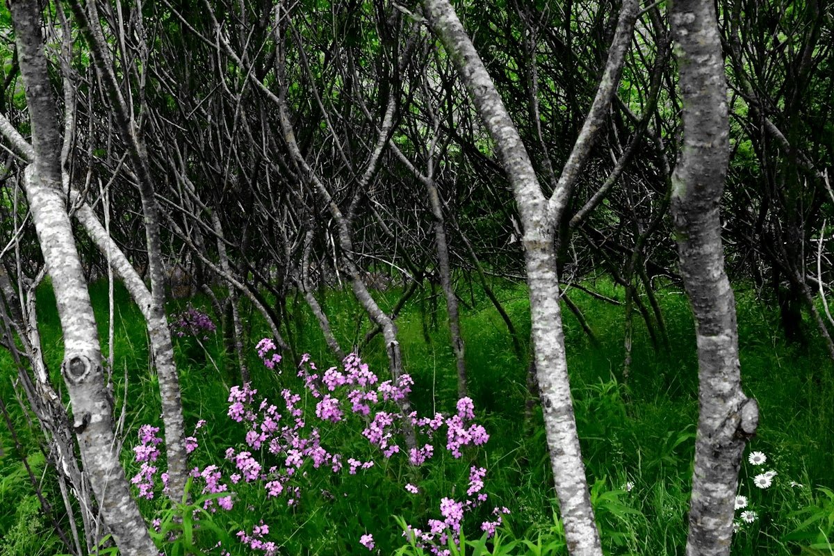 Lovisa: Capturing the War and Love History within This Swedish Mystery - Oli Prik Copenhagen