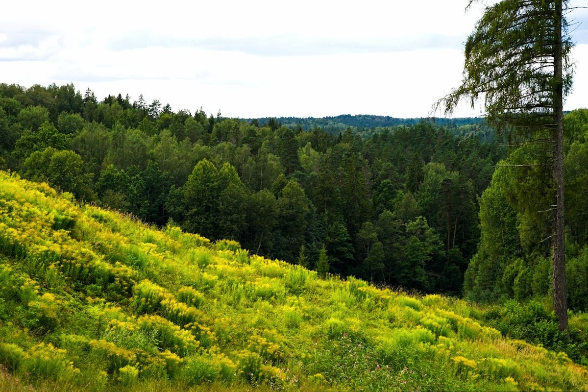 Eira: Exploring the Serene Snowy Connection within This Norwegian Name - Oli Prik Copenhagen